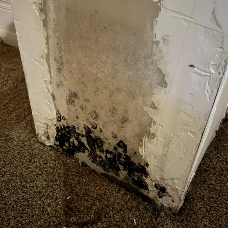 Professional Mold Removal in Goliad, TX